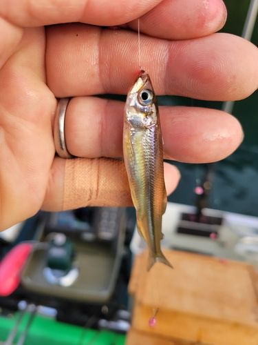 ワカサギの釣果
