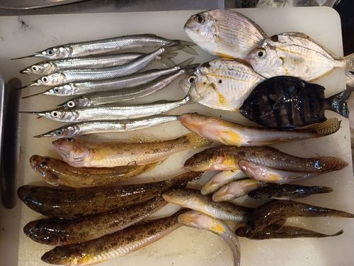マハゼの釣果