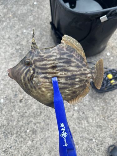 カワハギの釣果