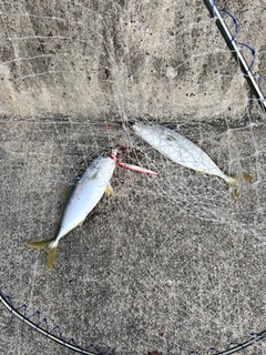 イナダの釣果