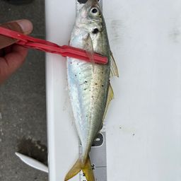 アジ