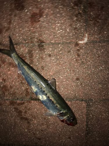 イワシの釣果