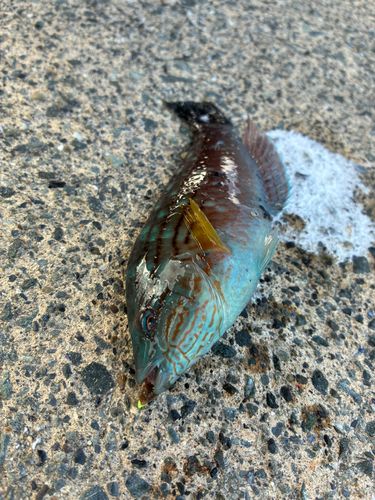 シロクラベラの釣果