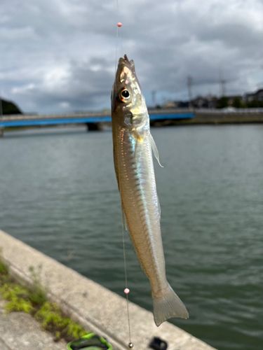 キスの釣果
