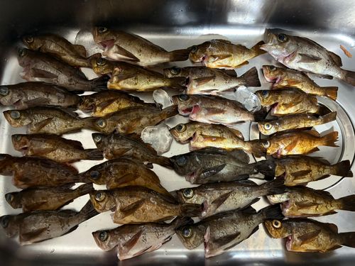 メバルの釣果