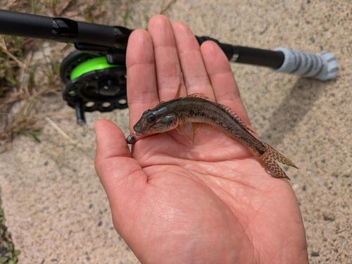 マハゼの釣果
