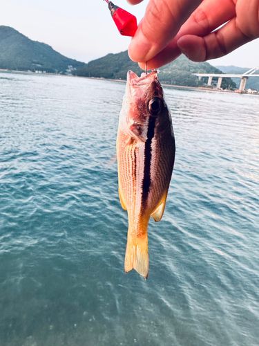ヨコスジフエダイの釣果