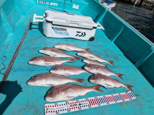 マダイの釣果