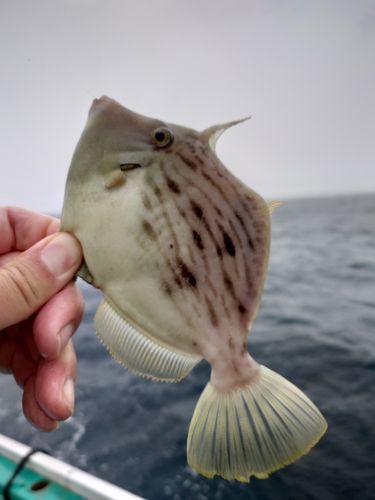 カワハギの釣果