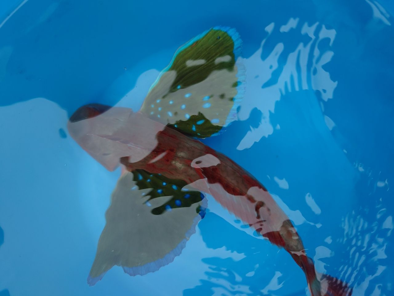 カワハギ
