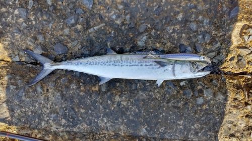 サゴシの釣果