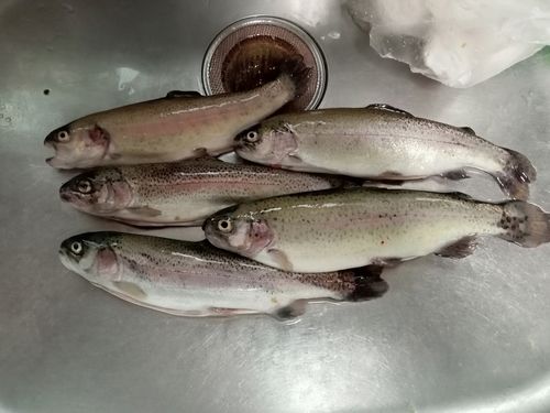 ニジマスの釣果