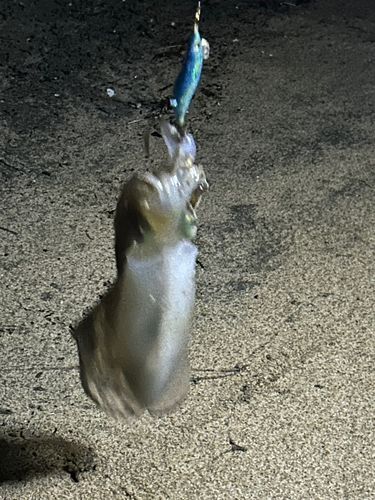 菅浜漁港
