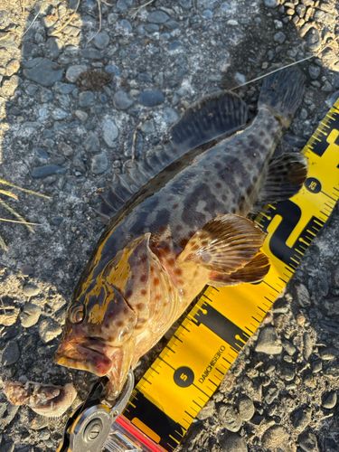 チャイロマルハタの釣果