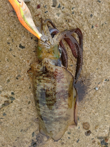 アオリイカの釣果