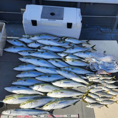 ハマチの釣果