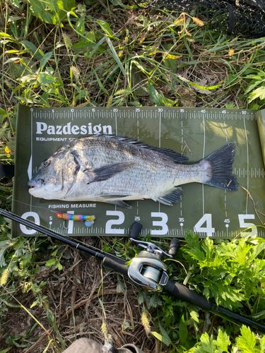 チヌの釣果