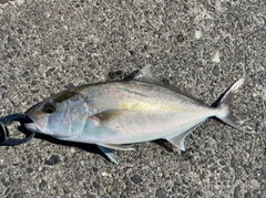 ネリゴの釣果