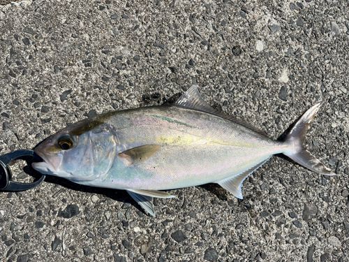 ネリゴの釣果