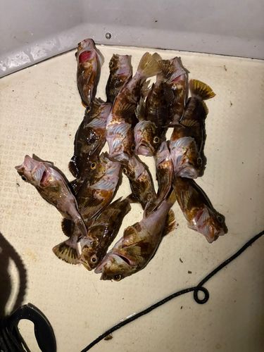 カサゴの釣果