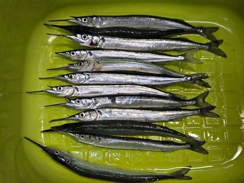サヨリの釣果