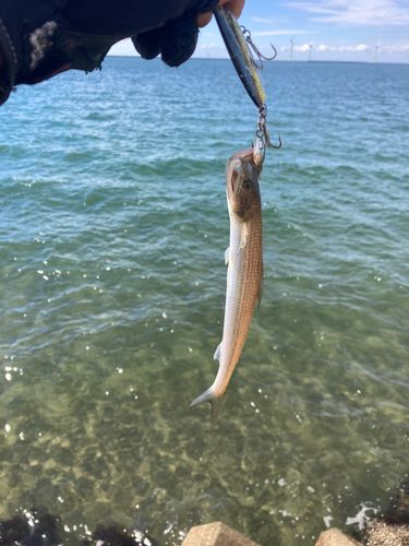 エソの釣果