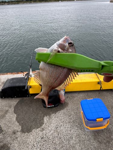 チャリコの釣果