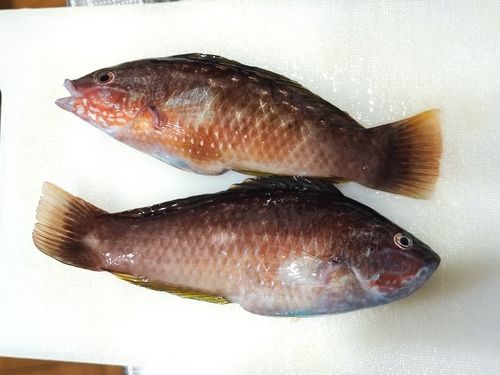 ホシササノハベラの釣果