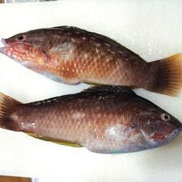 ホシササノハベラ