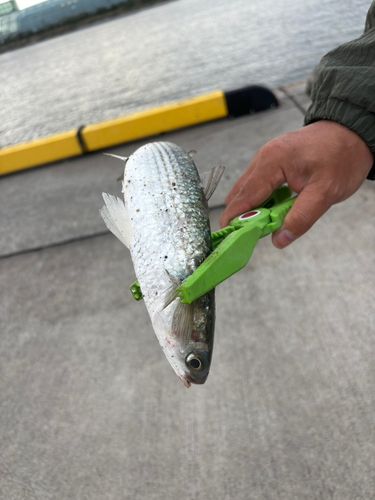 ボラの釣果