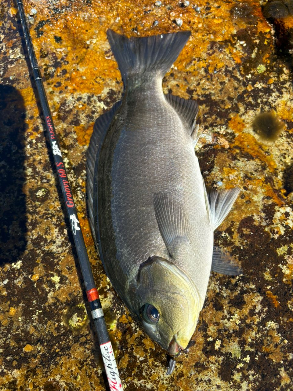 ピザ屋ツララ グルービー60S ピザ屋ツララ グルービー60S TULALA Groovy60S グルービー60S