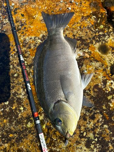 メジナの釣果