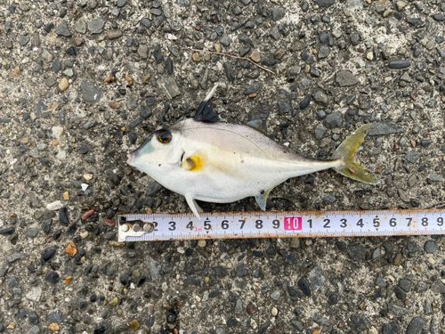 ギマの釣果