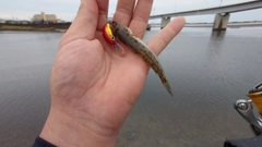 マハゼの釣果