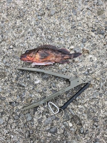 ガシラの釣果