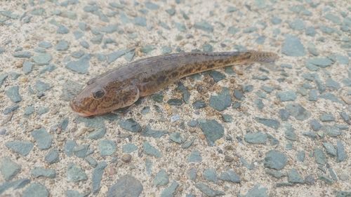 マハゼの釣果