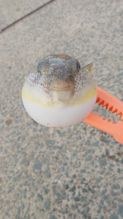 フグの釣果