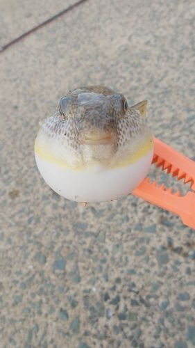 フグの釣果