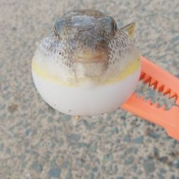 フグ