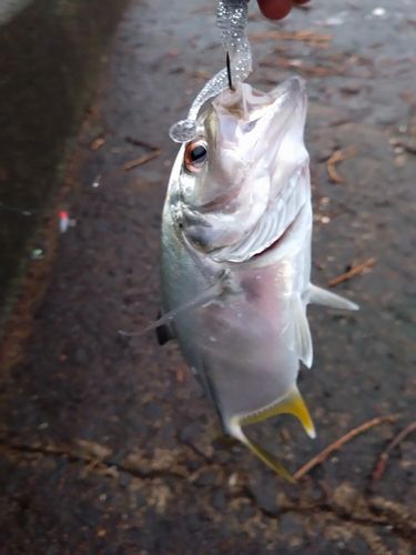 ロウニンアジの釣果