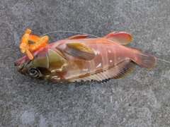 アカハタの釣果