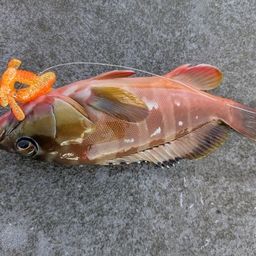 アカハタ