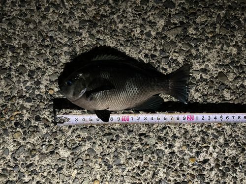 メジナの釣果