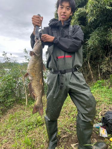 アメリカナマズの釣果