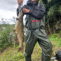 アメリカナマズ