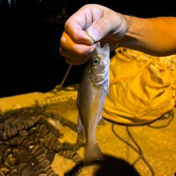 セイゴ（マルスズキ）