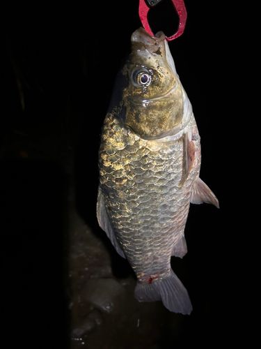 マブナの釣果