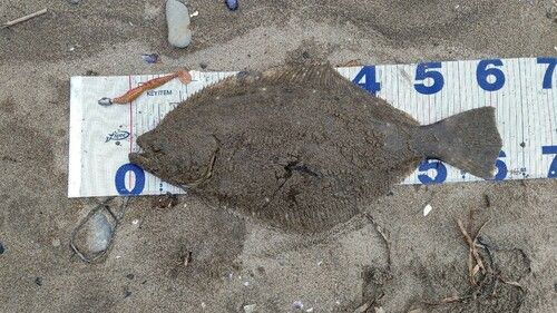 ヒラメの釣果