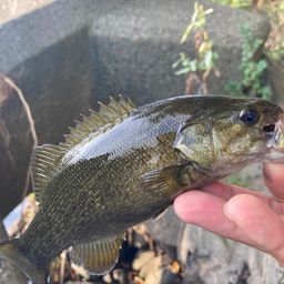 スモールマウスバス