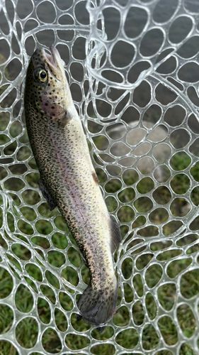 ニジマスの釣果